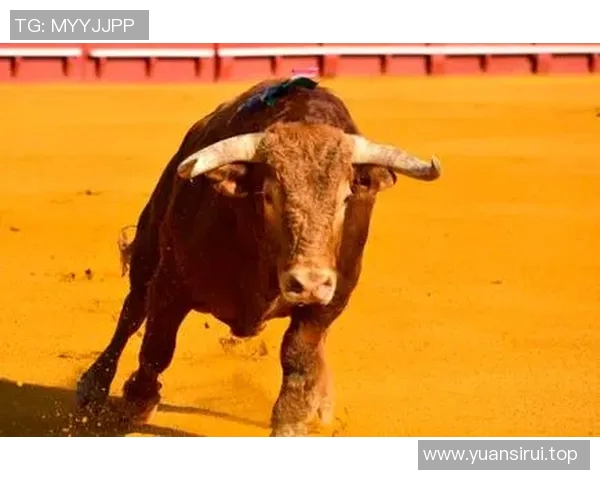 你不知道的公牛:十大冷知识大揭秘 你不知道的公牛:十大冷知识大揭秘